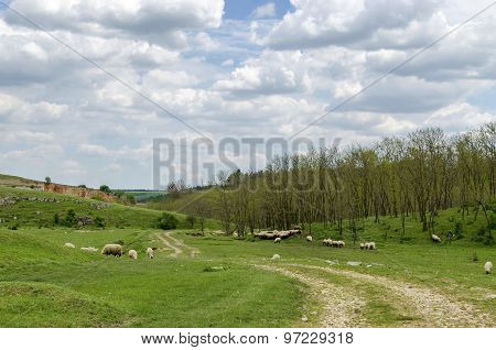 Background of sky, clouds, field, acacia forest and  flock sheep