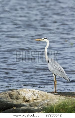 Grey Heron In Pottuvil, Sri Lanka