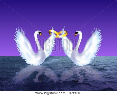 Cisnes de casamento