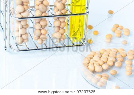 Soybean Genetically Modified, Plant Cell