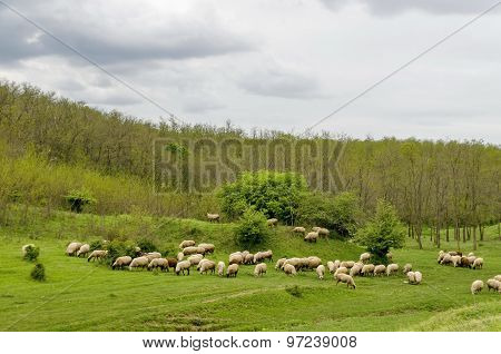 Background of sky, clouds, field, acacia forest and  flock sheep