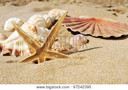 closeup of a starfish and some seashells and conches on the sand of a beach