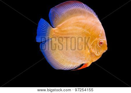 Pompadour Fish On Blue Background