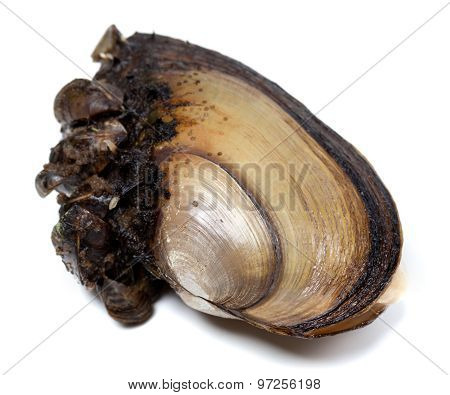River Mussels On White Background
