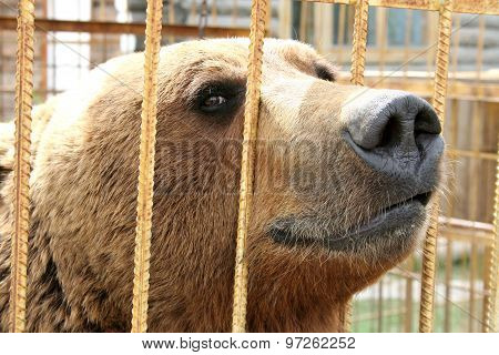 Bear