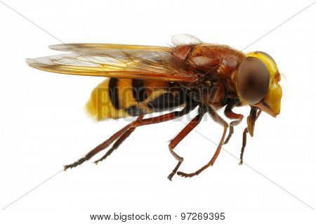 Horsefly isolated on white