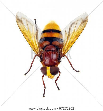 Horsefly isolated on white