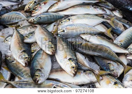 Freshly Caught Mackerel On Ice