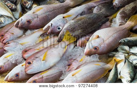 Various Kind Of Fish On The Ice