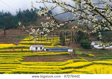 Yellow rapeseed flower field in Luoping, China
