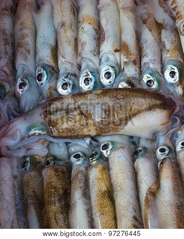 Fresh Little Squids