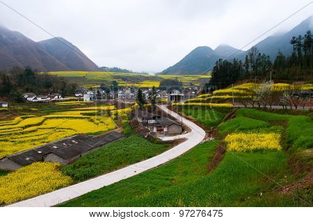 Yellow rapeseed flower field in Luoping, China