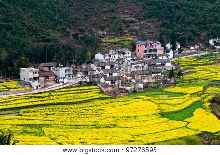 Yellow rapeseed flower field in Luoping, China
