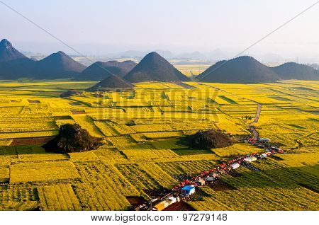 Beautiful landscape rapeseed field or canola flower field in spring, Luoping in China
