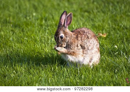 Rabbit grooming in grass