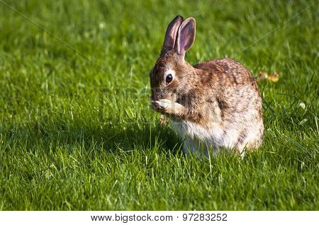 Rabbit grooming in grass
