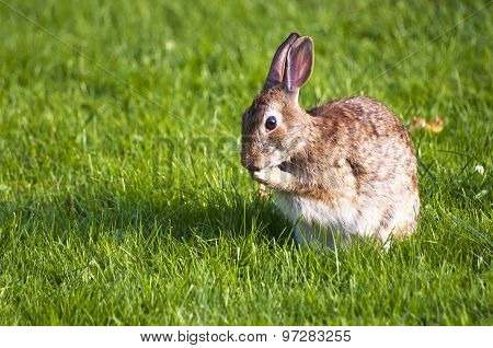 Rabbit grooming in grass