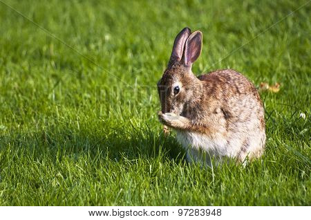 Rabbit grooming in grass