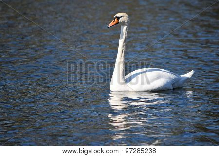Swan on Lake