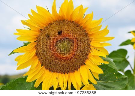 Sunflower with Bees with Face