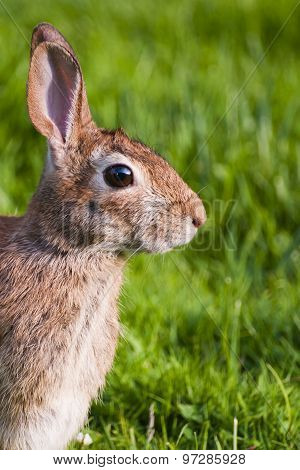 Rabbit in grass