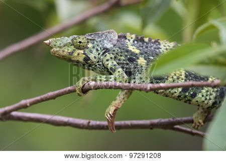 Portrait Of A Melleri's Chameleon (chameleo Melleri)