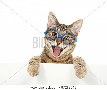 Happy bengal cat wearing glasses looking over a sign