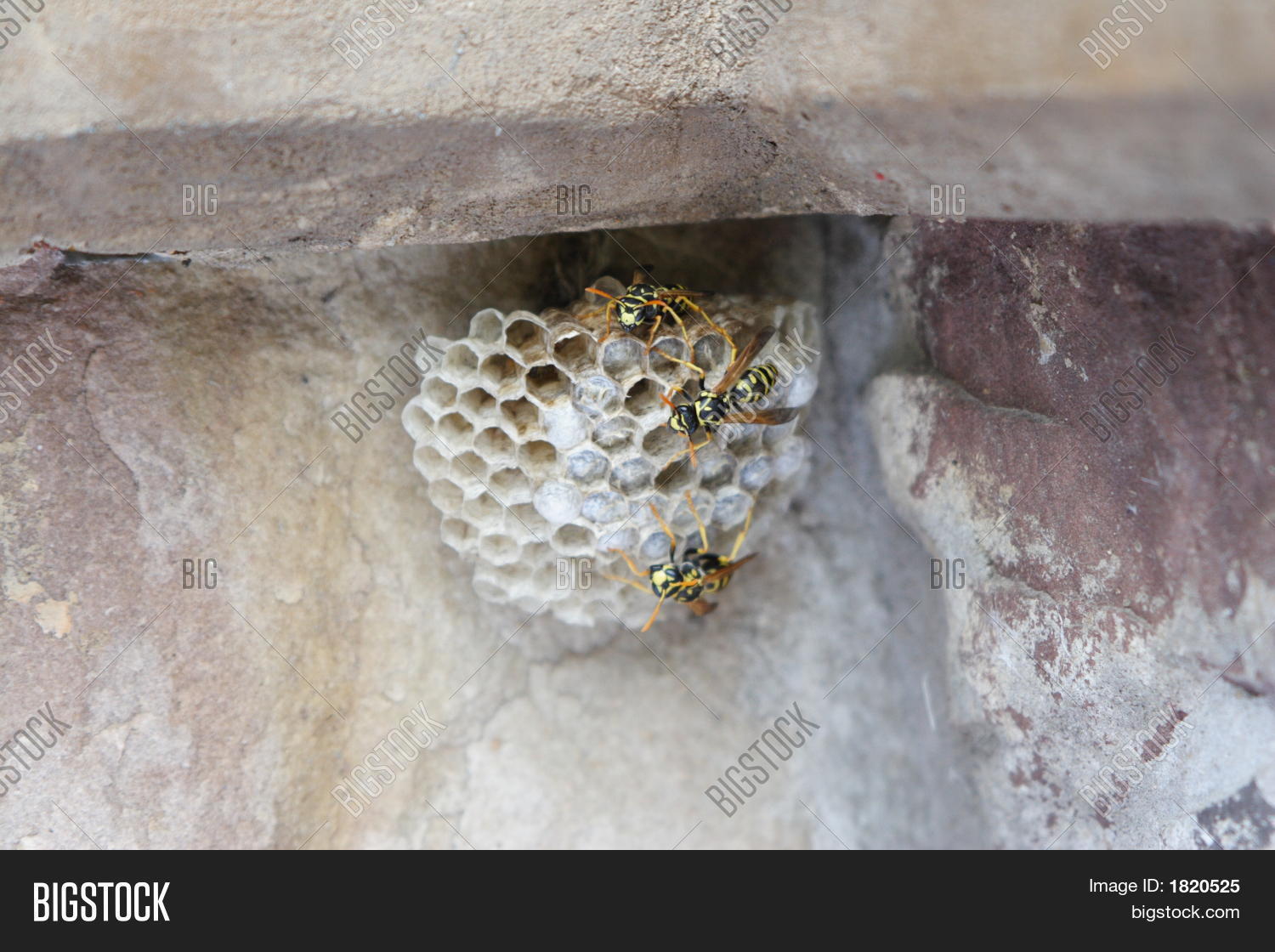Yellow Jacket Nest Image & Photo (Free Trial) Bigstock