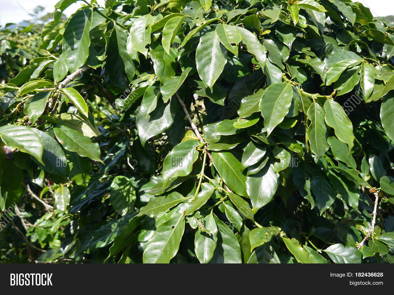 Glossy Leathery Leaves Image & Photo (Free Trial) Bigstock