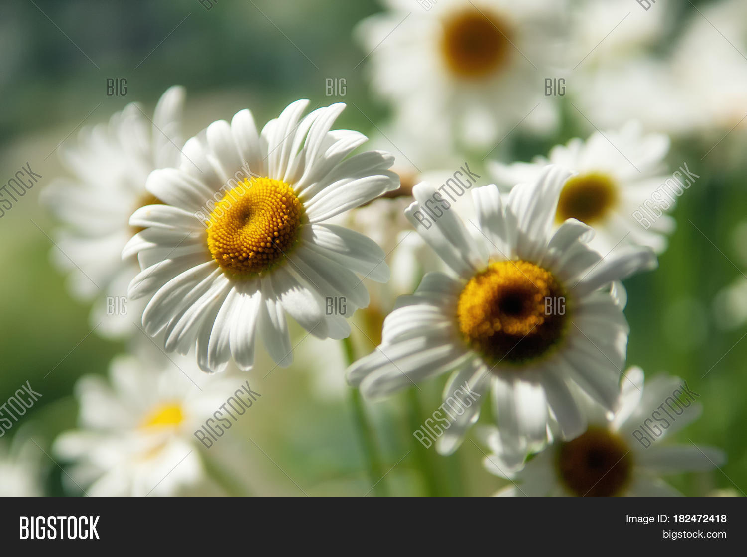 Flowering. Chamomile. Image & Photo (Free Trial) Bigstock