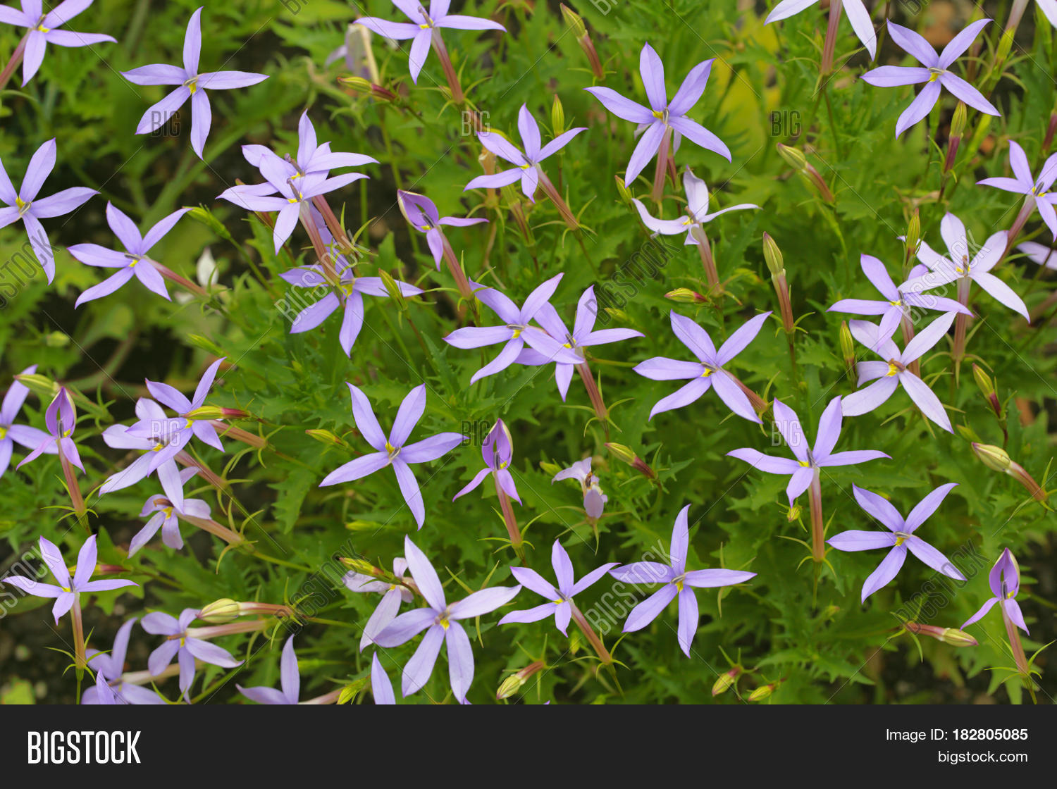 Five Petals Purple Image & Photo (Free Trial) Bigstock
