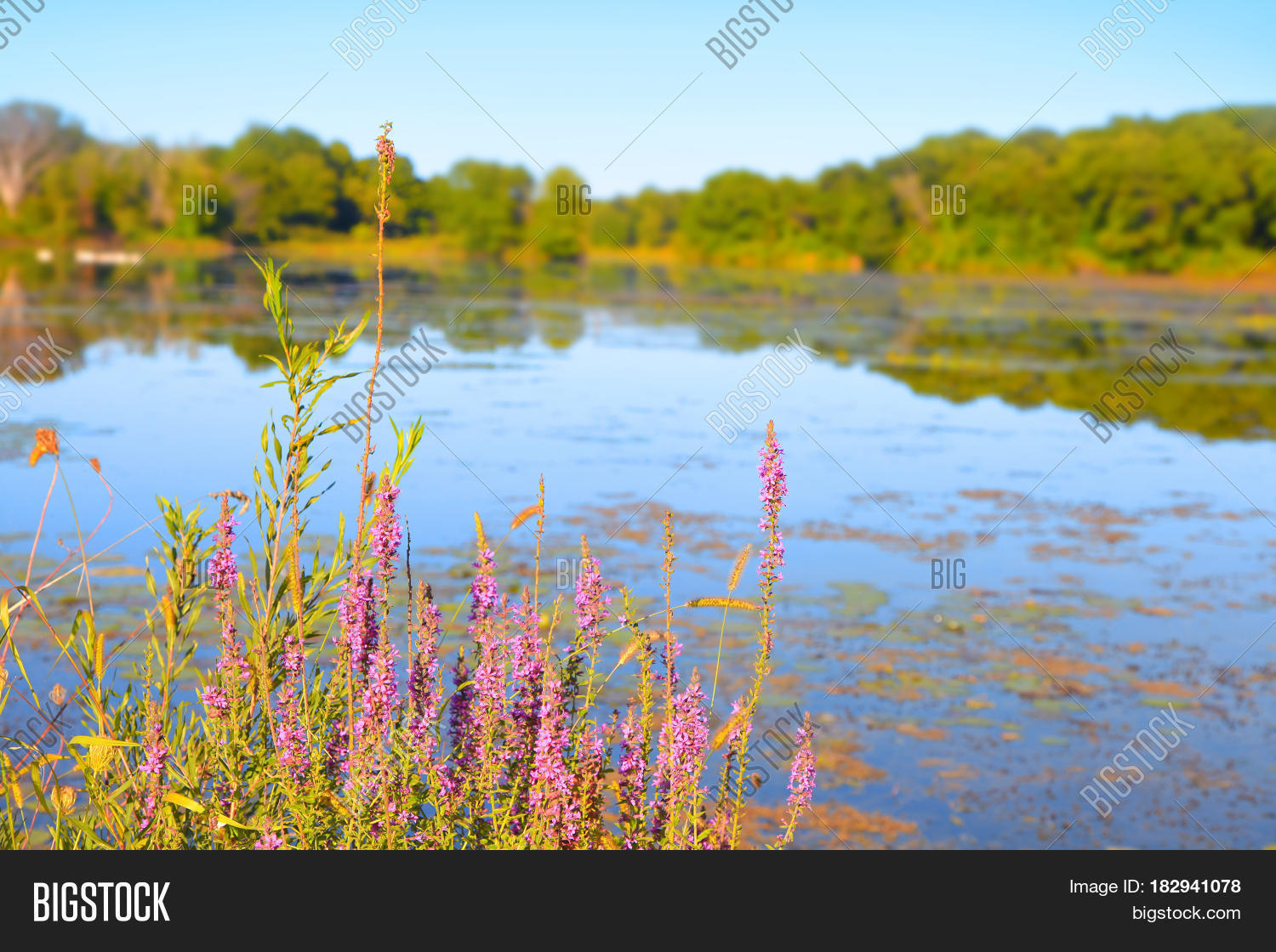Wild Flowers By Lake Image & Photo (Free Trial) Bigstock