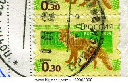 GOMEL, BELARUS, APRIL 15, 2017. Stamp printed in Russia shows image of  The Foxes, omnivorous mammals belonging to several genera of the family Canidae, circa 2008.