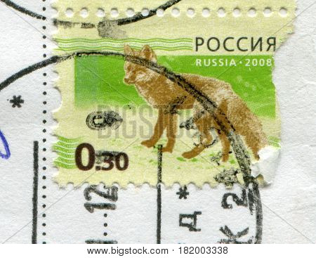 GOMEL, BELARUS, APRIL 15, 2017. Stamp printed in Russia shows image of  The Foxes, omnivorous mammals belonging to several genera of the family Canidae, circa 2008.