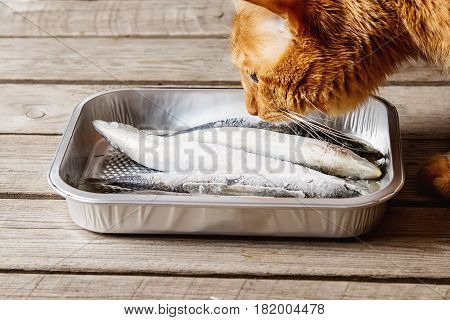 Frozen Sardines. Cornish. For Grill And Bbg. Dark Wooden Backgro