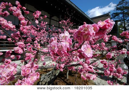 Plum flower blossom