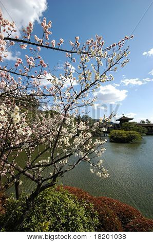 Plum flower blossom