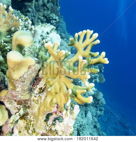 Coral reef with yellow fire coral at the bottom of tropical sea underwater.