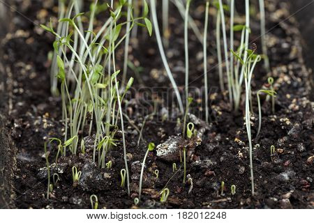 Young grass. The first shoots of young plants.