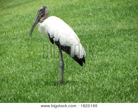 Ooievaar (Woodstork), permanent In gras