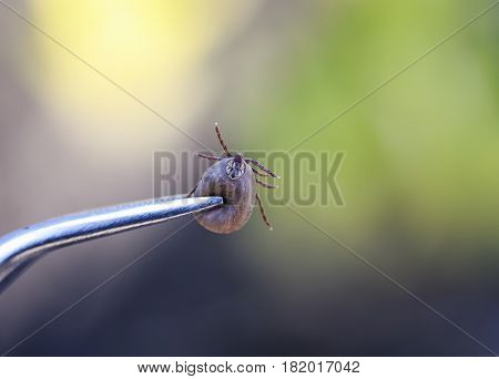 a dangerous insect mite more blood pulled out metal tongs