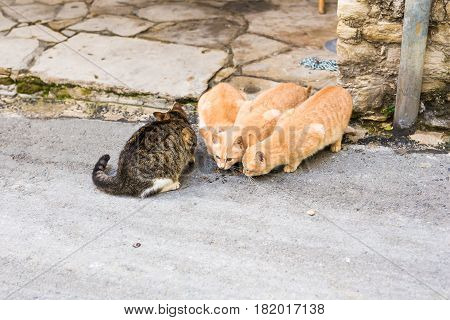 Street cats eating food - Concept of homeless animals.