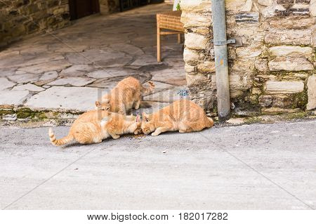 Street cats eating food - Concept of homeless animals.