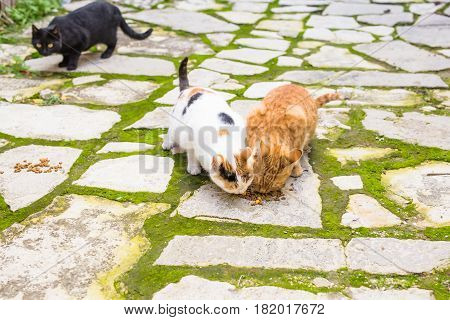 Street cats eating food - Concept of homeless animals.
