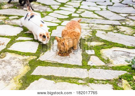 Street cats eating food - Concept of homeless animals.