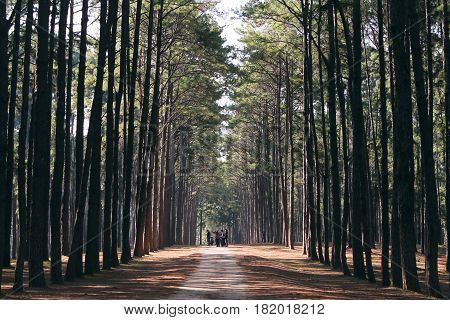 Wooded forest trees backlit by golden sunlight before sunset with sun rays pouring through trees on forest floor illuminating tree branches. Vintage effect style pictures.