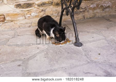 Street cats eating food - Concept of homeless animals.
