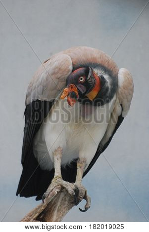 Cinerous vulture bird standing on a dead tree branch.