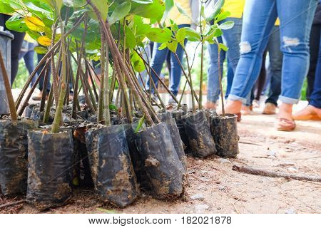 Young green mangrove trees preparing for plant at a reserve site save the world in Thailand selective focus