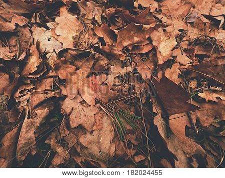 Oak Leaves. Autumn Park Ground With Carpet Of Dry Orange Oak Leaves, Broken Twigs And Long Pine Need